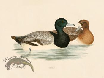 26 BGB SCAUP Duck